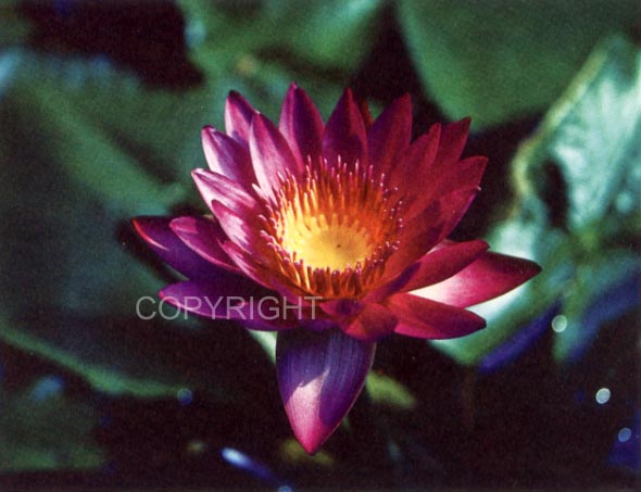 Purple Waterlily