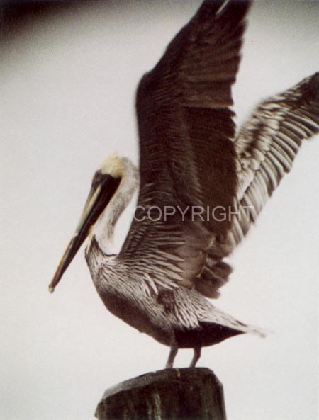 Brown Pelican