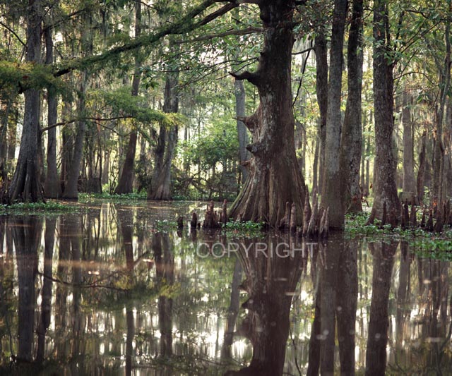 Honey Island Swamp